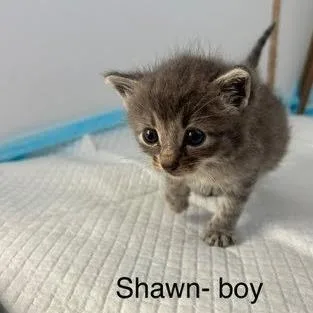 Shawn