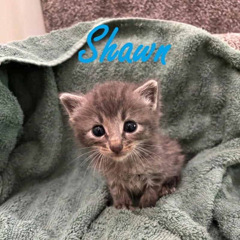 Shawn thumbnail 2