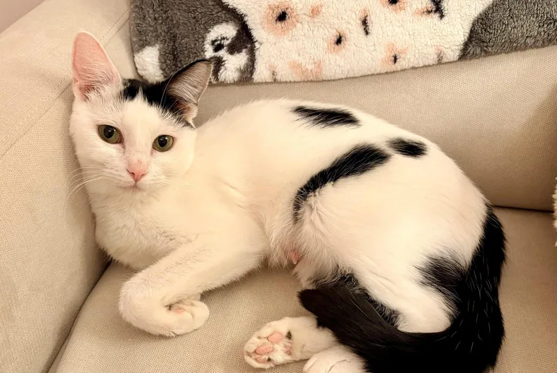 A young medium-sized female Black & White / Tuxedo Domestic Short Hair cat named Babette for adoption in Washington, DC