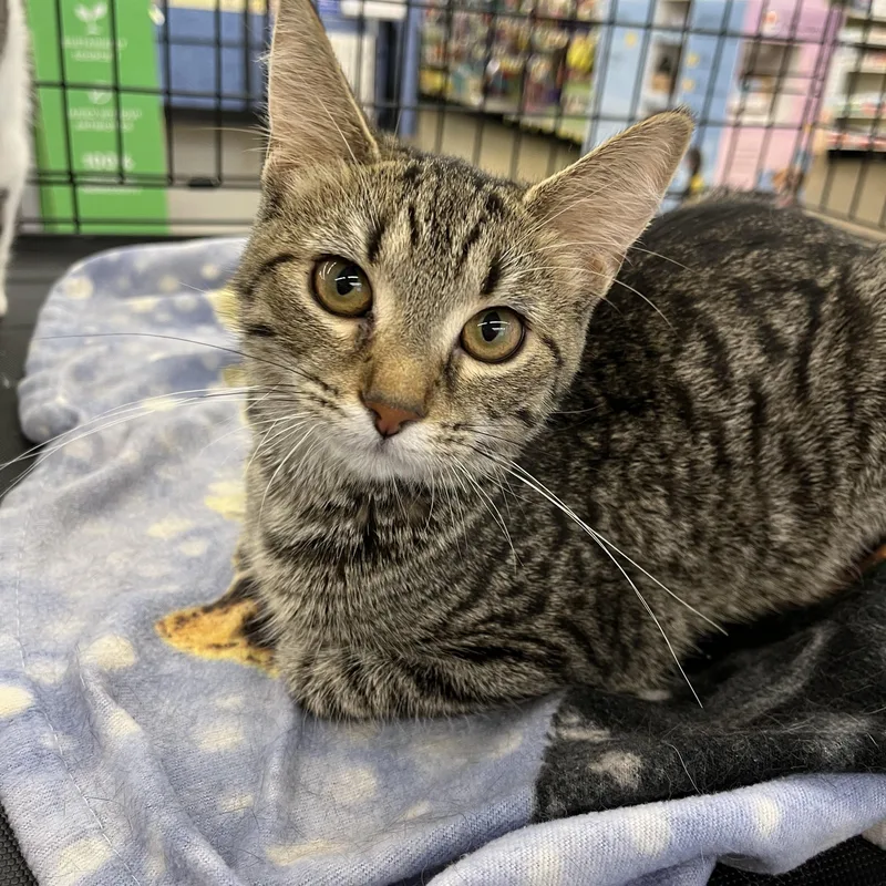 A baby medium-sized female Tabby (Brown / Chocolate) Domestic Short Hair cat named Tallulah for adoption in Massillon, OH