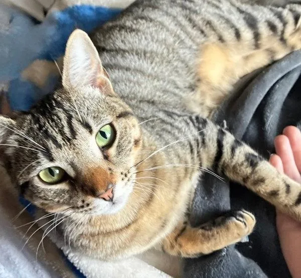 A young medium-sized female Domestic Short Hair cat named Luke for adoption in Bonsall, CA