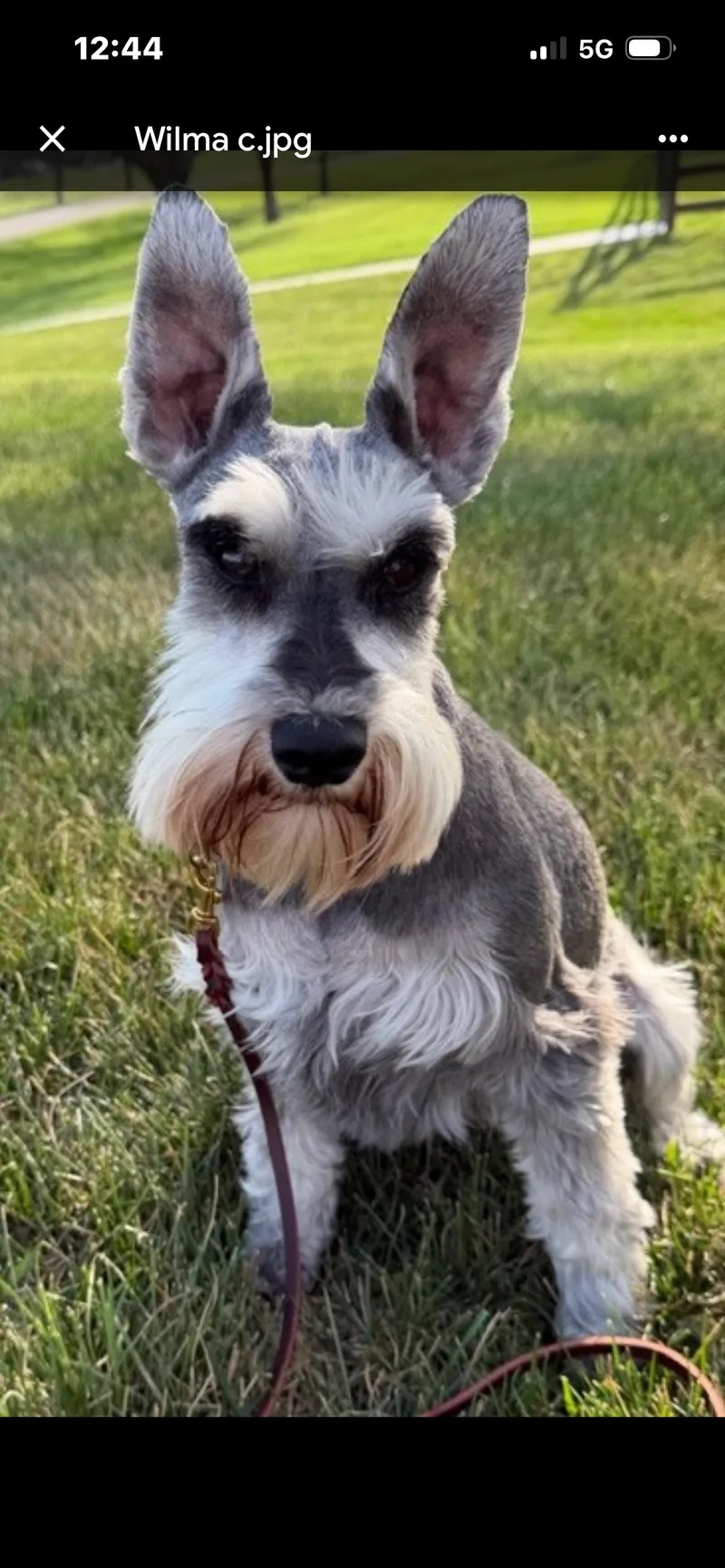 An adult small-sized female Miniature Schnauzer dog named Wilma for adoption in Saint Louis, MO