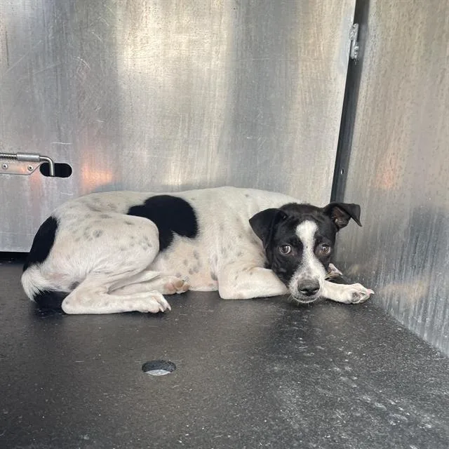 A young medium-sized female Terrier dog named Erin for adoption in San Antonio, TX