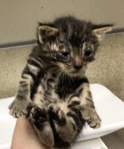 A young small-sized male Domestic Short Hair cat named Apollo for adoption in Riverside, CA