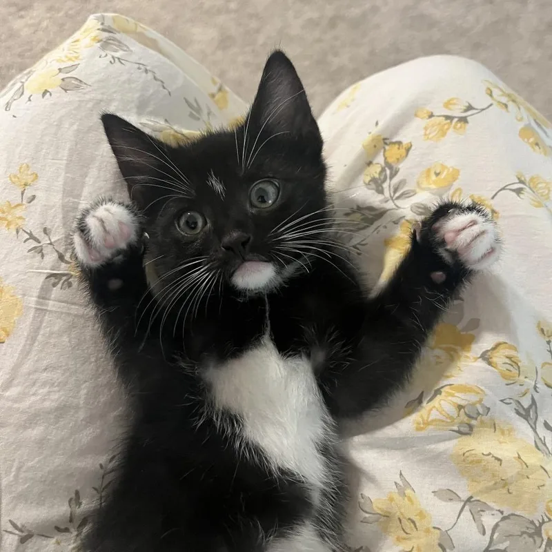 A baby small-sized male Domestic Short Hair cat named Meyer Lemon for adoption in Charlottesville, VA