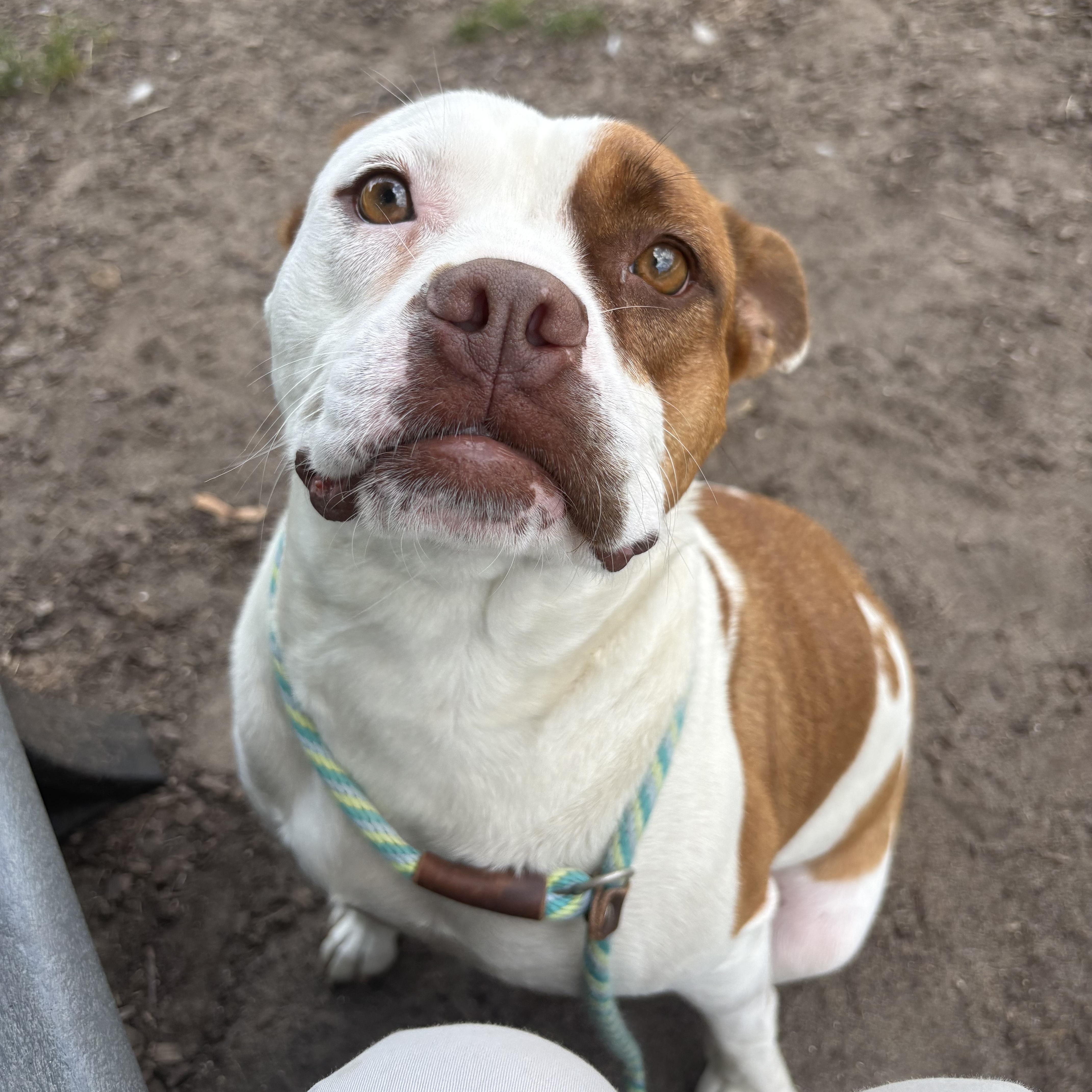 An adult medium-sized female Red / Chestnut / Orange American Bulldog dog named Red for adoption in Mount Pleasant, MI