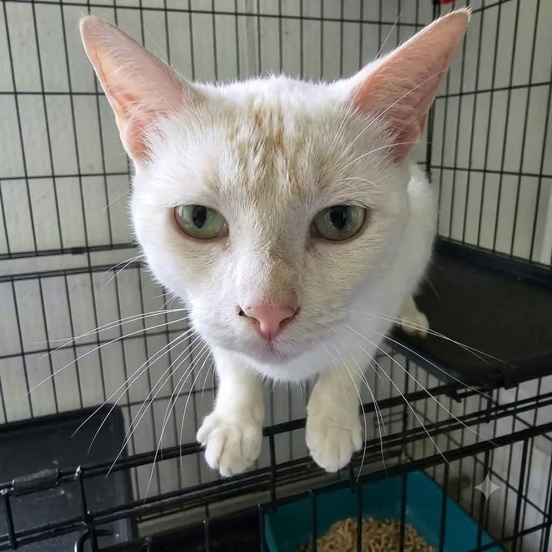 An adult medium-sized female White Domestic Short Hair cat named Princess Peach for adoption in MOUNT AIRY, NC