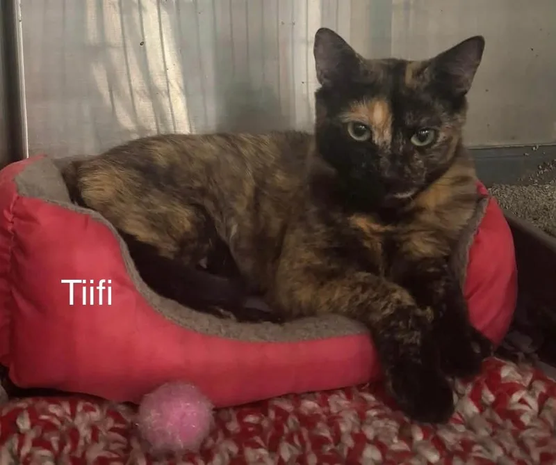 A young small-sized female Torbie Domestic Short Hair cat named Tiifi for adoption in Las Vegas, NV