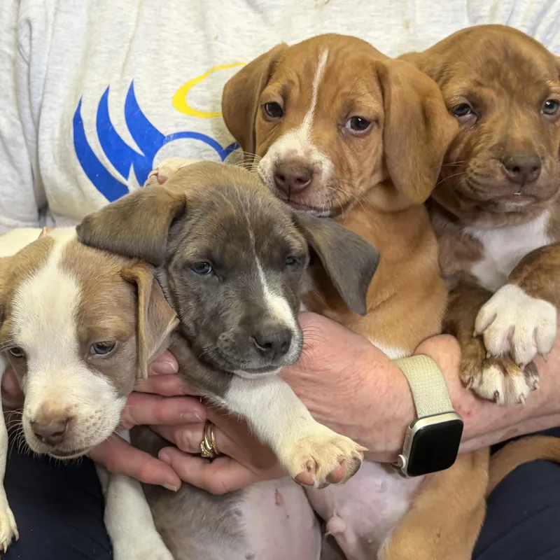 A baby medium-sized male White / Cream Mixed Breed dog named Nolan  River  for adoption in Washington, PA