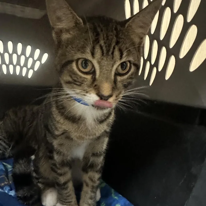 A baby medium-sized male Brown / Chocolate Domestic Short Hair cat named Jake for adoption in Lakeland, FL