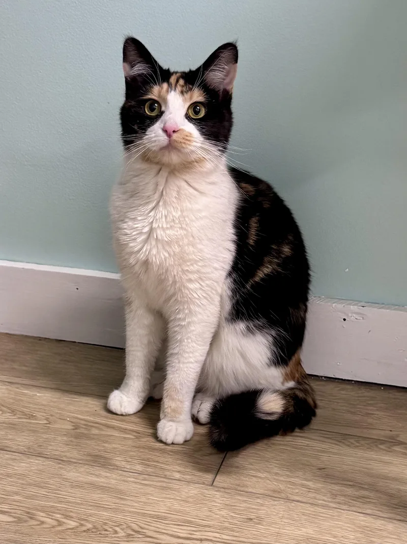 A young medium-sized female Tortoiseshell cat named Esmeralda for adoption in Scottsburg, IN