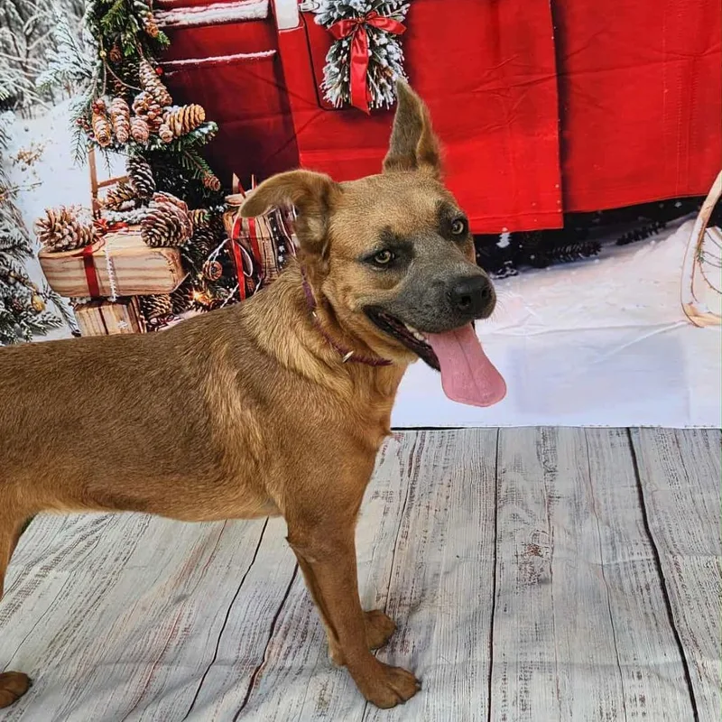 An adult medium-sized female Shepherd dog named Donna KA for adoption in Austin, TX