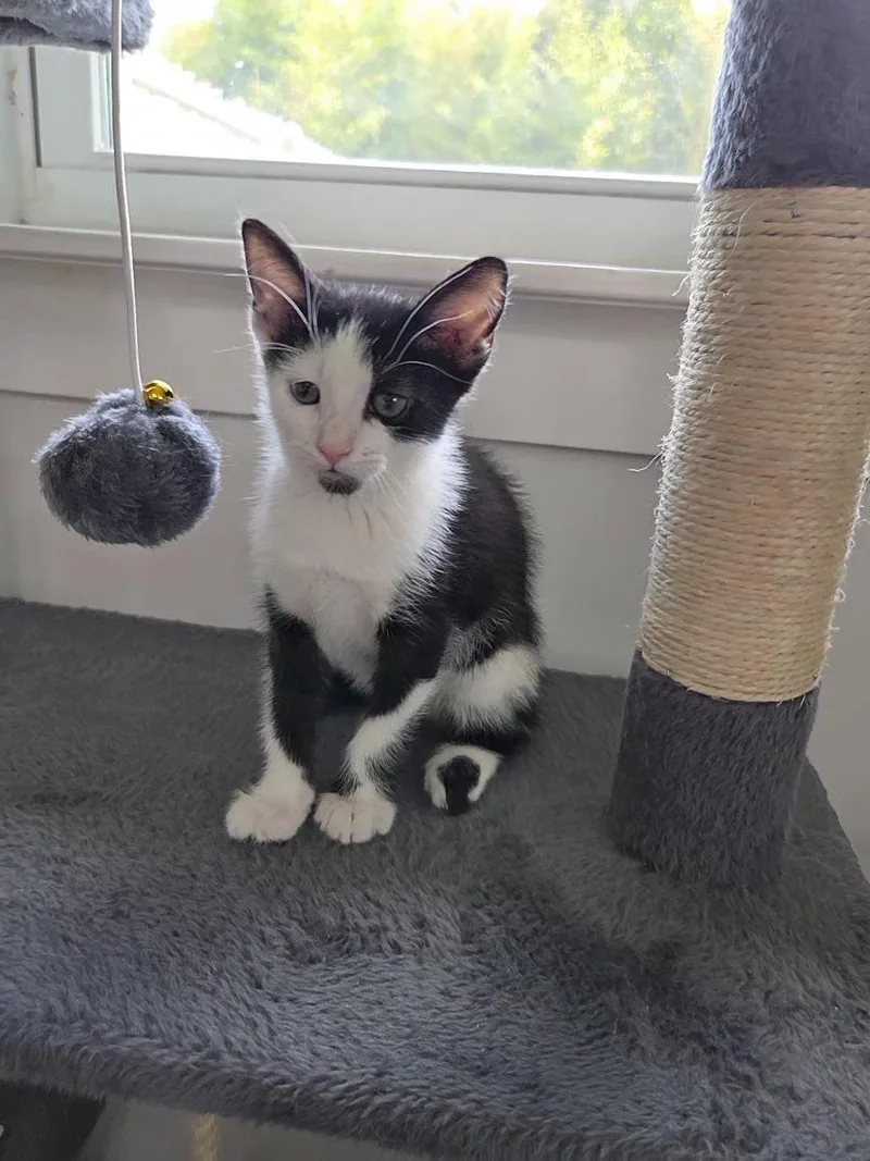 A baby medium-sized female Black & White / Tuxedo Domestic Short Hair cat named Domino for adoption in Magnolia Springs, AL