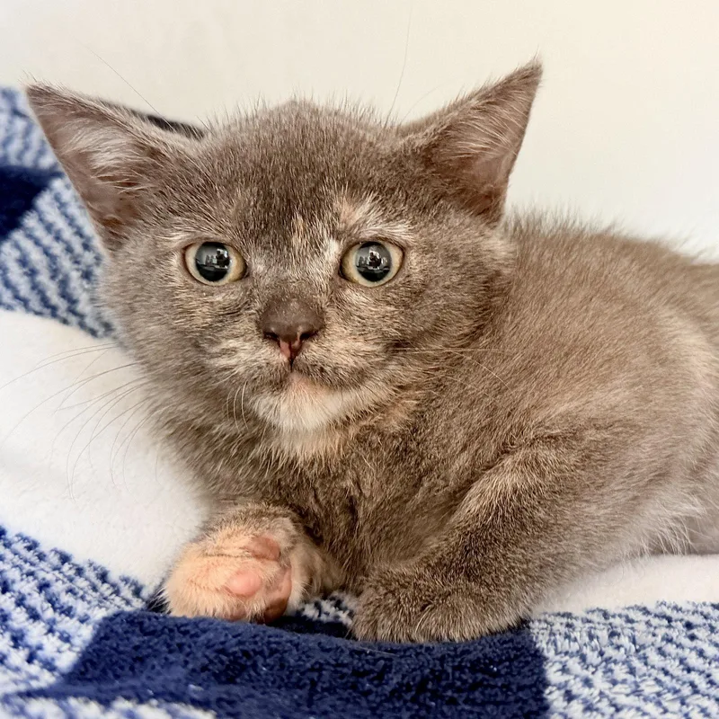 Pepper thumbnail 3