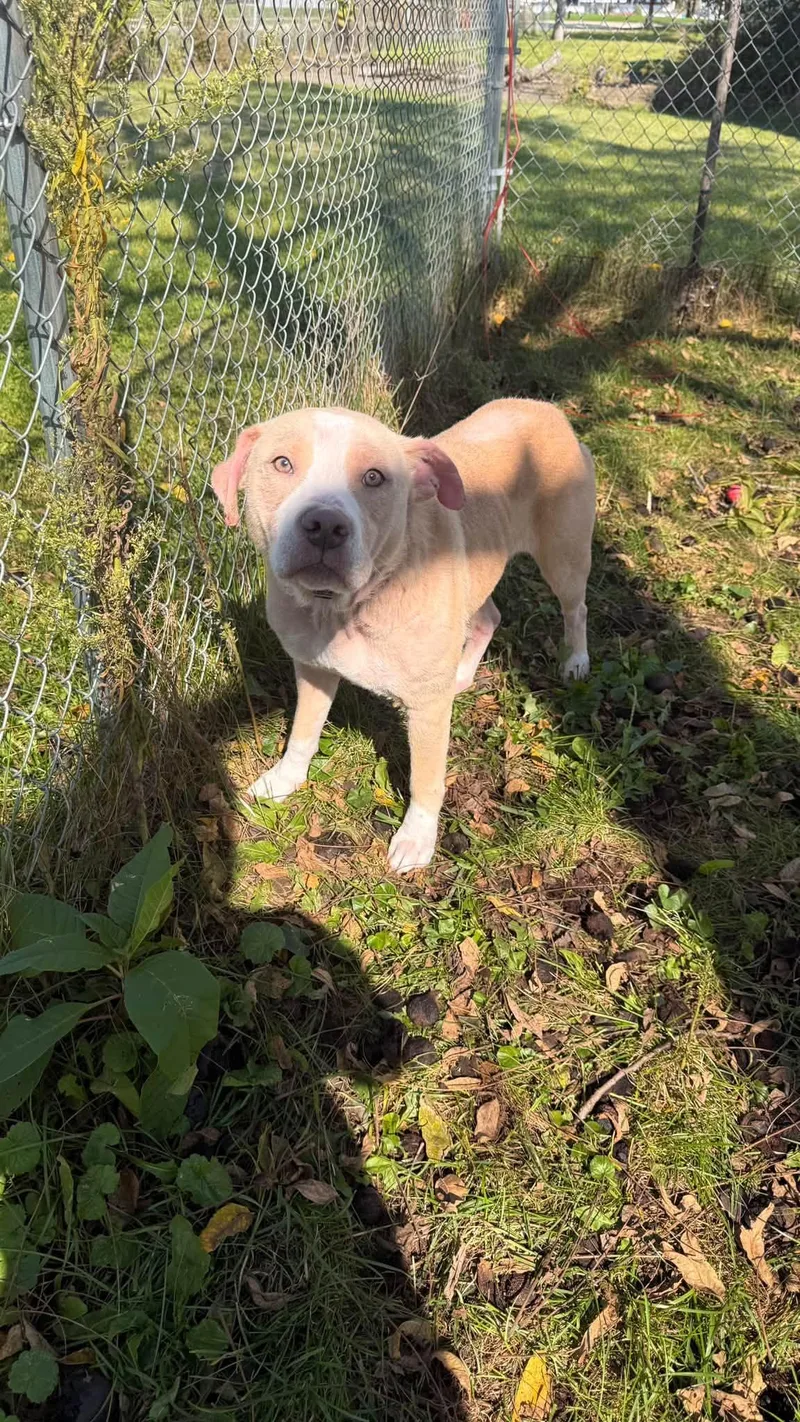 An adult medium-sized female Pit Bull Terrier dog named Nova for adoption in Fort Madison, IA