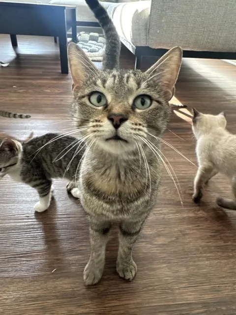 An adult medium-sized female Domestic Short Hair cat named Sabrina for adoption in Statesville, NC