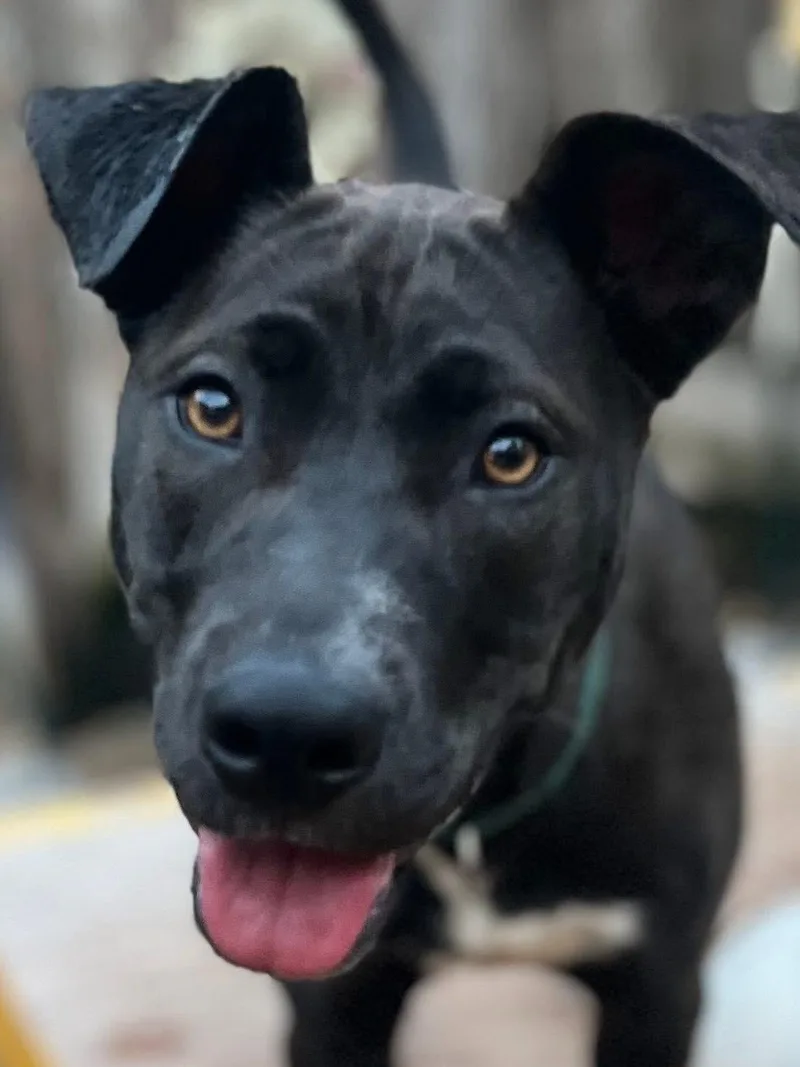 Raisin J thumbnail 2