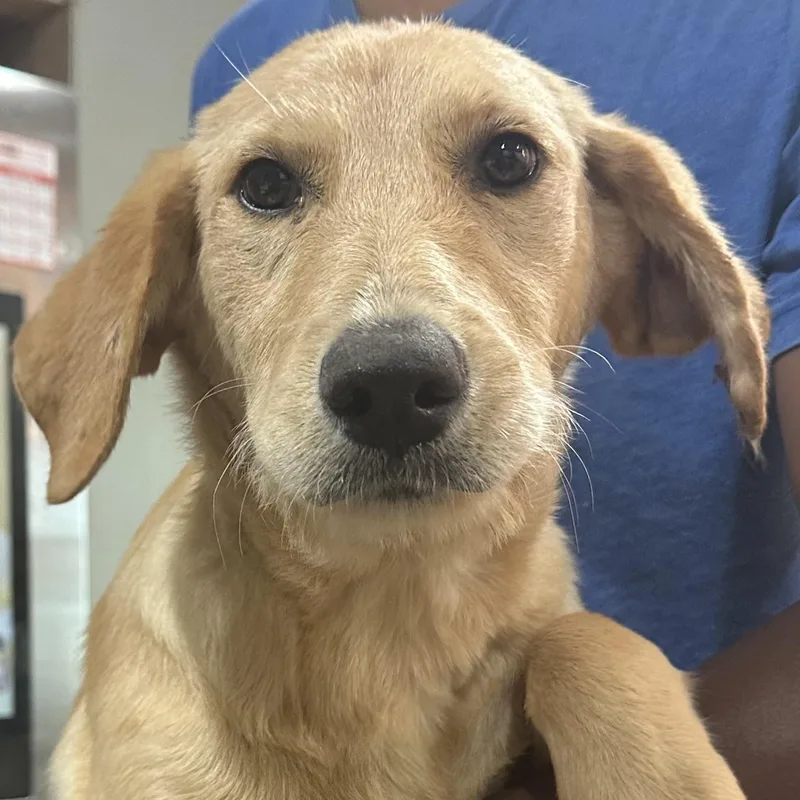 A baby medium-sized female Apricot / Beige Labrador Retriever dog named Rahab Local April for adoption in Brookshire, TX