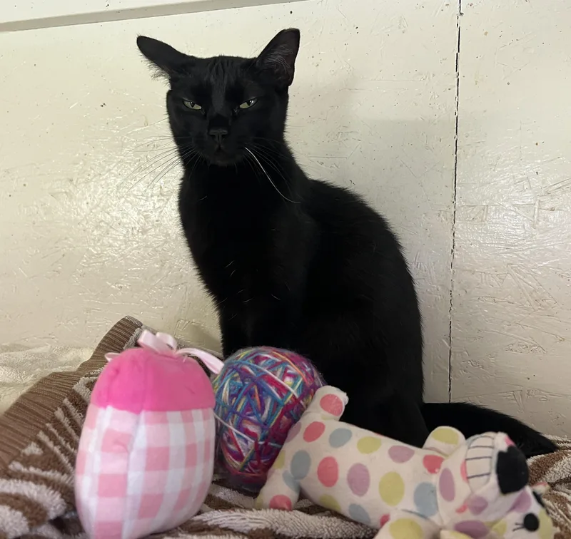 An adult medium-sized female Black Domestic Short Hair cat named Apple for adoption in Palmyra, VA