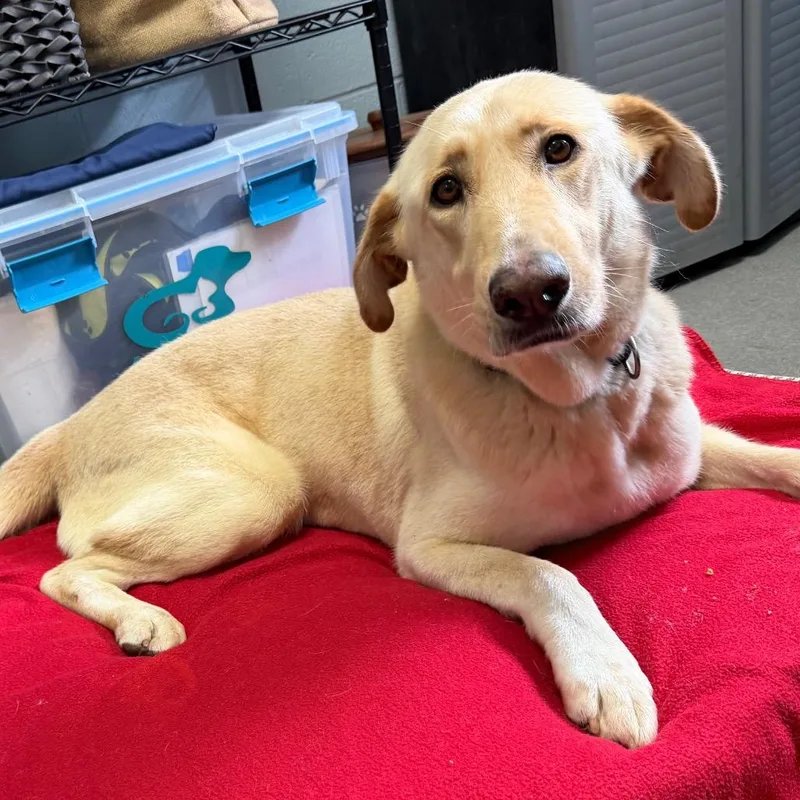 An adult large-sized female Yellow / Tan / Blond / Fawn Labrador Retriever dog named Sharpay for adoption in Carencro, LA