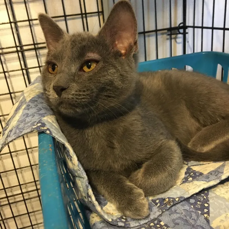 An adult large-sized female Gray / Blue / Silver Domestic Short Hair cat named Rockie AKA Claire for adoption in Hanna City, IL