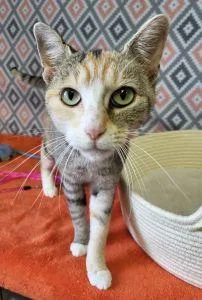 An adult medium-sized female Domestic Short Hair cat named Confetti for adoption in Bucyrus, OH