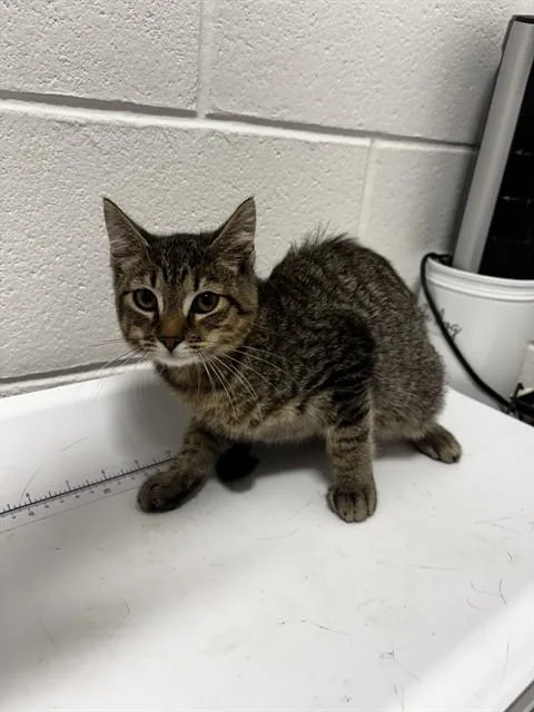 A baby small-sized female Domestic Short Hair cat named Pershia for adoption in Upper Marlboro, MD