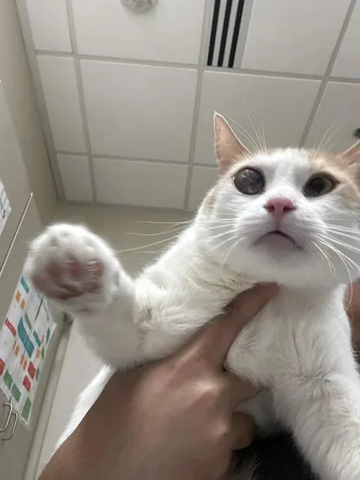 An adult small-sized male Domestic Short Hair cat named Mimi for adoption in Las Vegas, NV