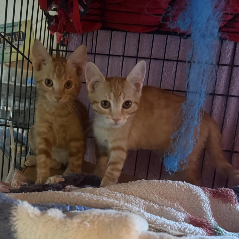 A baby medium-sized male Tabby (Orange / Red) Domestic Short Hair cat named Gumby and Pokey for adoption in Buffalo, NY