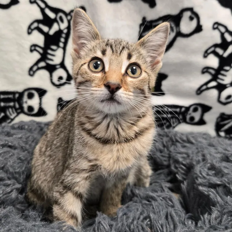 A baby small-sized female Brown / Chocolate Domestic Short Hair cat named Vito for adoption in West Olive, MI