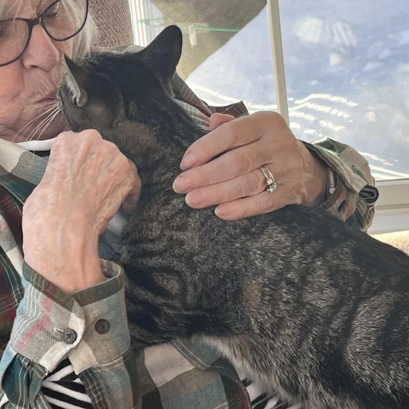 An adult small-sized female Domestic Short Hair cat named Amy for adoption in Huntington, MA