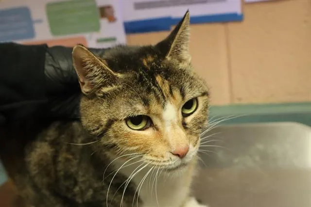 An adult large-sized female Domestic Short Hair cat named Squeaker for adoption in Columbia, SC
