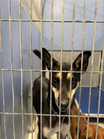 An adult small-sized male Yellow / Tan / Blond / Fawn Belgian Shepherd / Malinois dog named Bandit for adoption in El Paso, TX