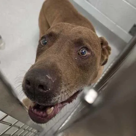 A senior large-sized male Brown / Chocolate Labrador Retriever dog named Keelo for adoption in Chattanooga, TN