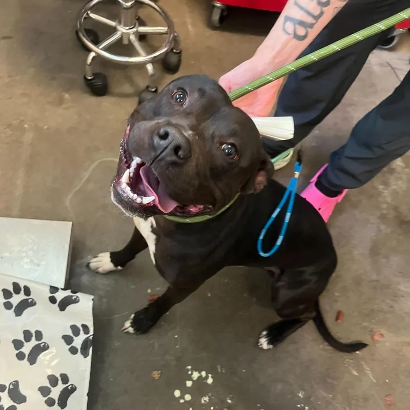 An adult medium-sized male Black Pit Bull Terrier dog named Kash for adoption in Chicago, IL
