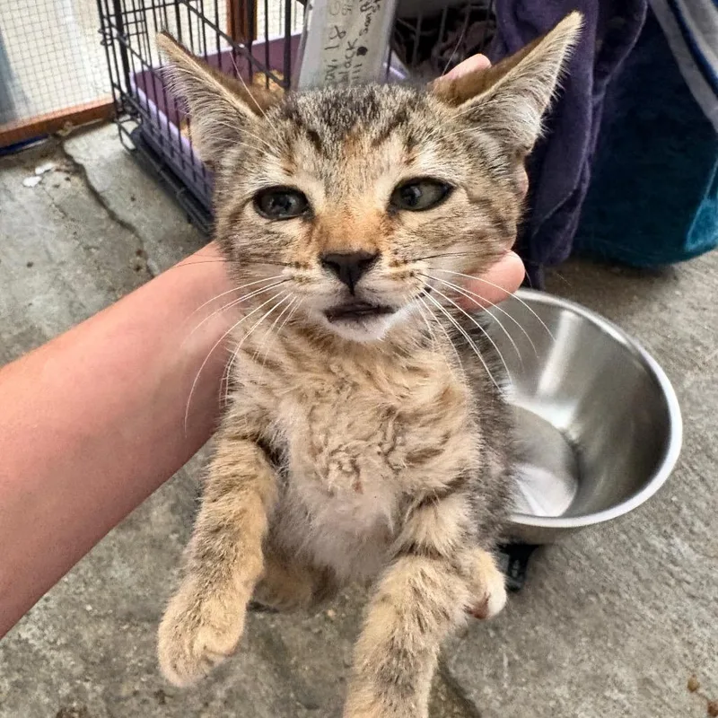 A baby small-sized female Brown / Chocolate Domestic Short Hair cat named Willow for adoption in Pacific Palisades, CA