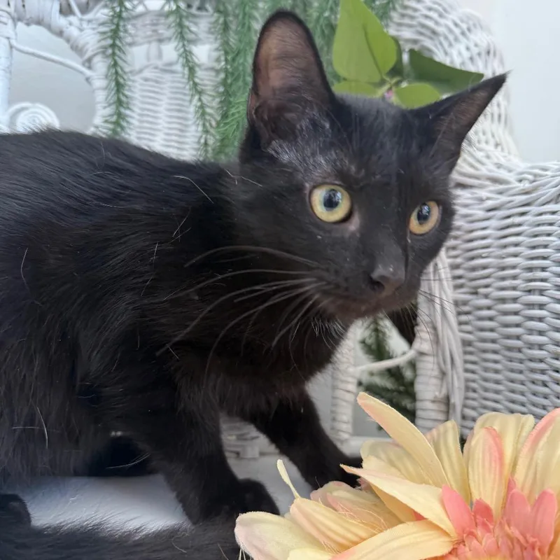 A young medium-sized male Black Domestic Short Hair cat named Toodles Ridge for adoption in Eaton Rapids, MI