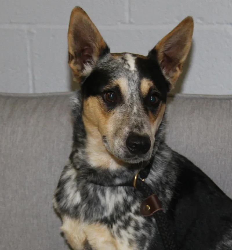 A young medium-sized male Australian Cattle Dog / Blue Heeler dog named Smoke for adoption in Marietta, OH