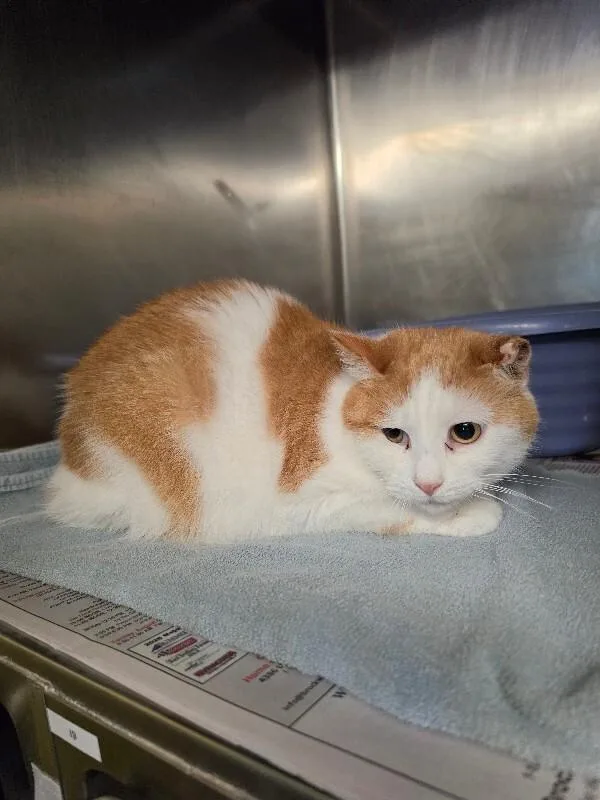 An adult medium-sized female Domestic Short Hair cat named Quintessa for adoption in Cortland, NY