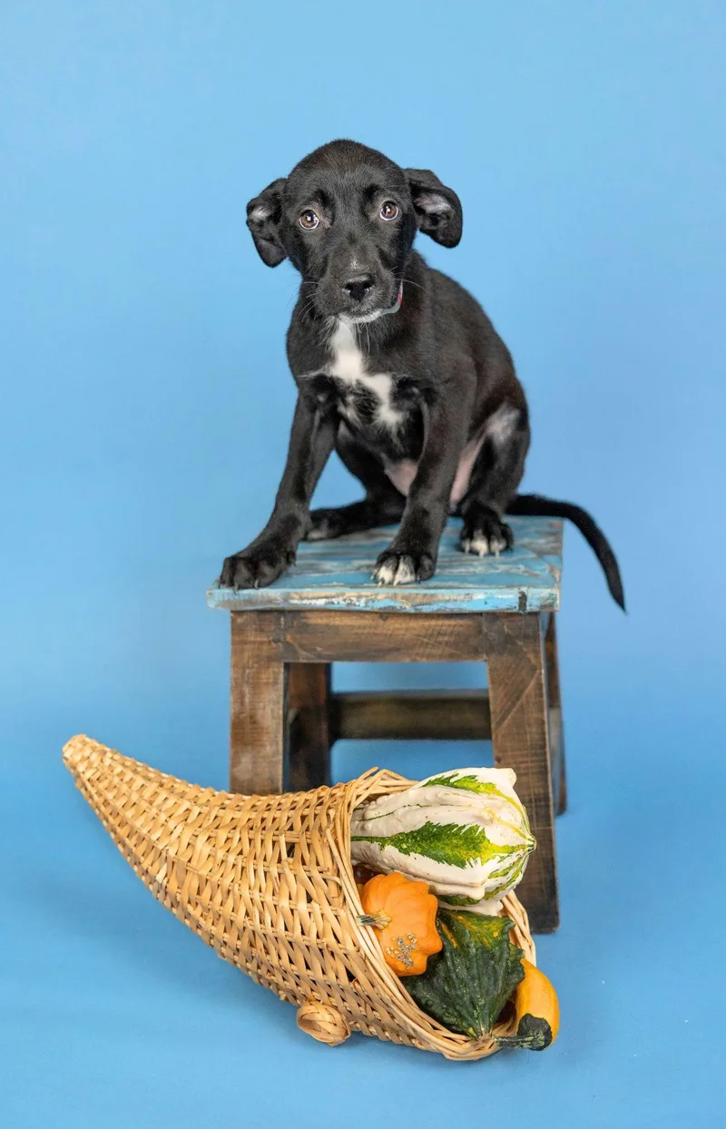 A baby medium-sized female Labrador Retriever dog named 823-26 for adoption in Brighton, CO