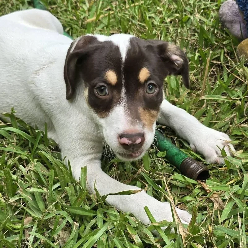 Reese Puff thumbnail 2