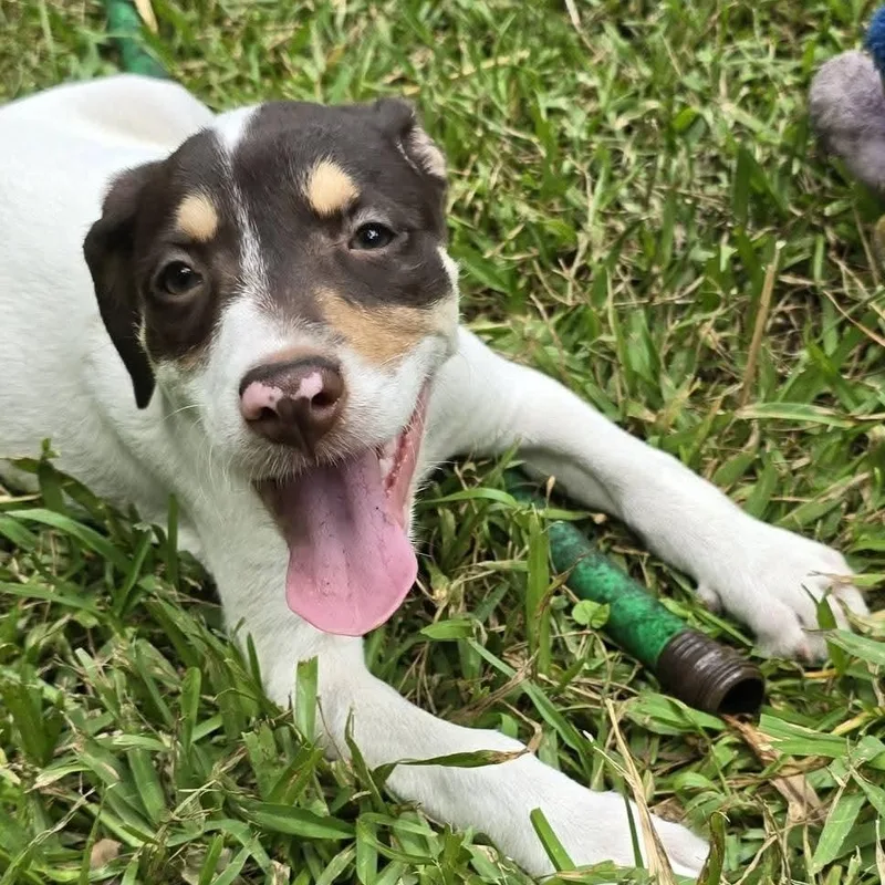 Reese Puff thumbnail 3