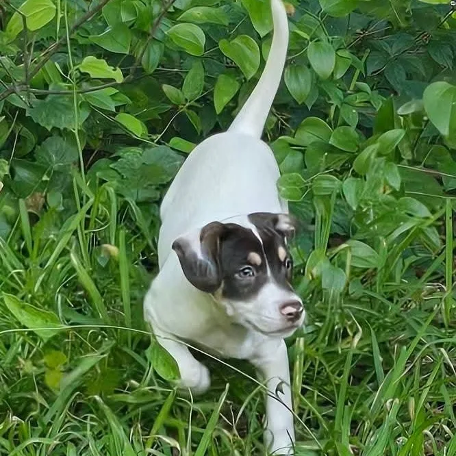 Reese Puff thumbnail 4