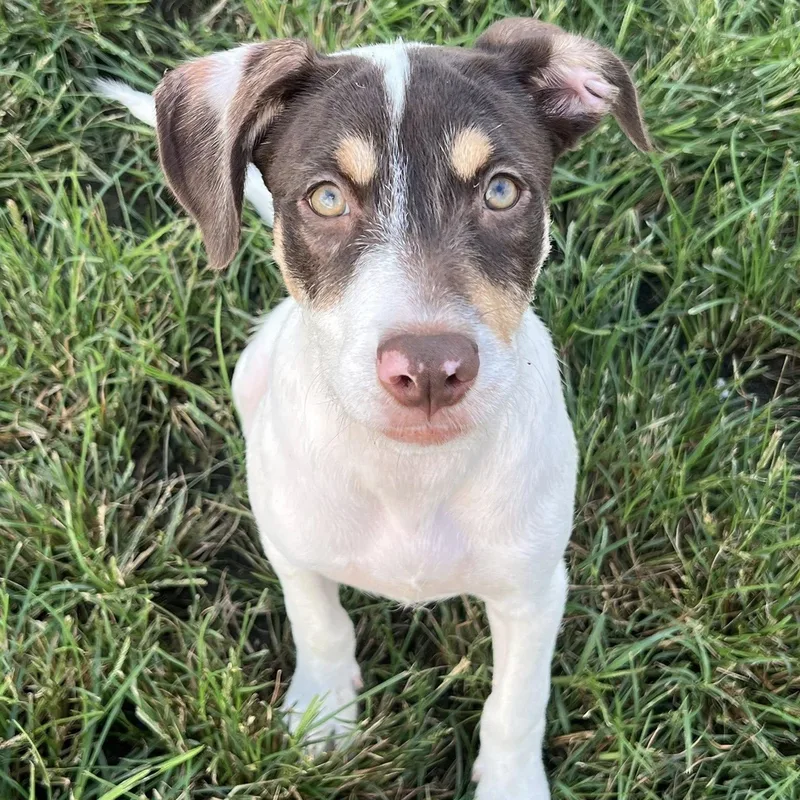 Reese Puff thumbnail 5