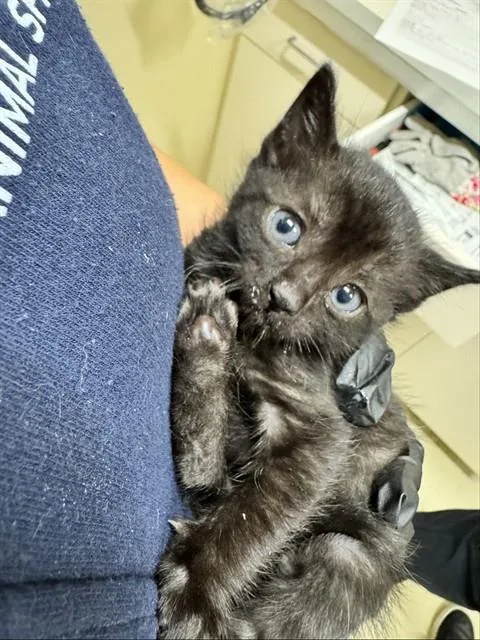 A baby small-sized female Domestic Short Hair cat named Lady Paw Paw for adoption in Fremont, CA