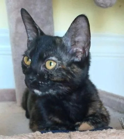 A young medium-sized female Domestic Short Hair cat named Morgan for adoption in Boynton Beach, FL