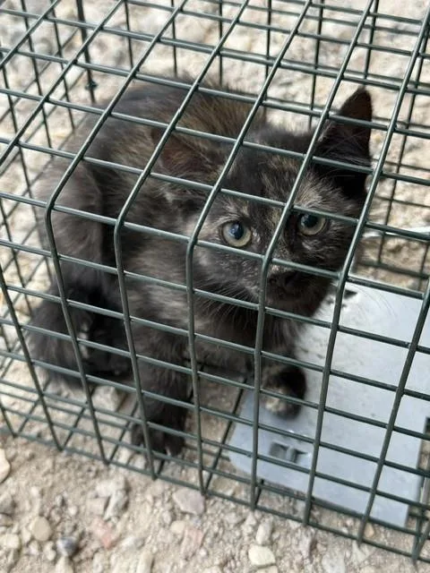 A baby small-sized female Domestic Short Hair cat named Mimi for adoption in Casper, WY
