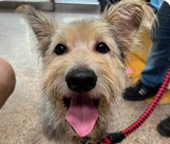 An adult medium-sized male Mountain Dog dog named Teddy for adoption in San Ramon, CA