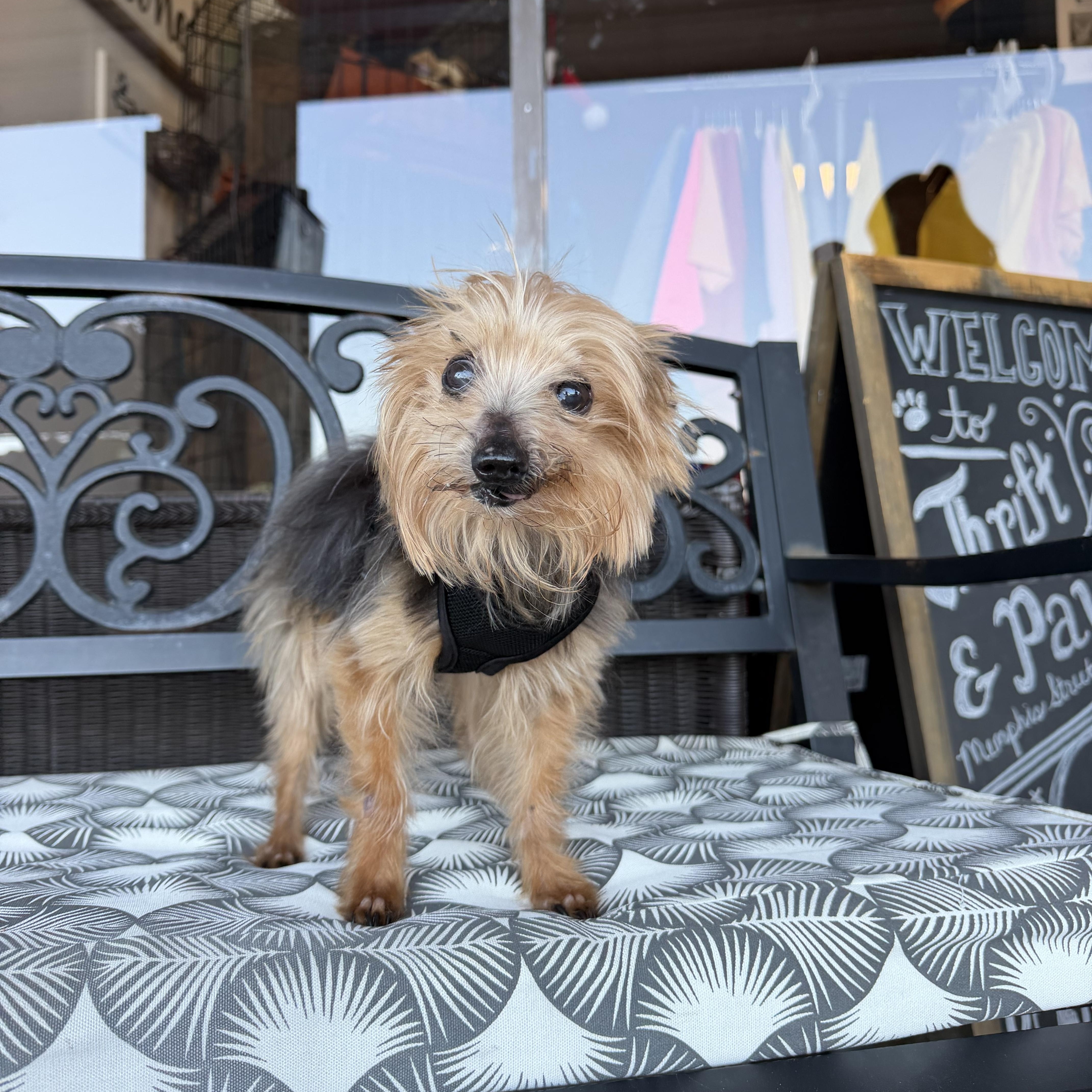 A senior small-sized male Yorkshire Terrier dog named Chancelor for adoption in Broken Arrow, OK