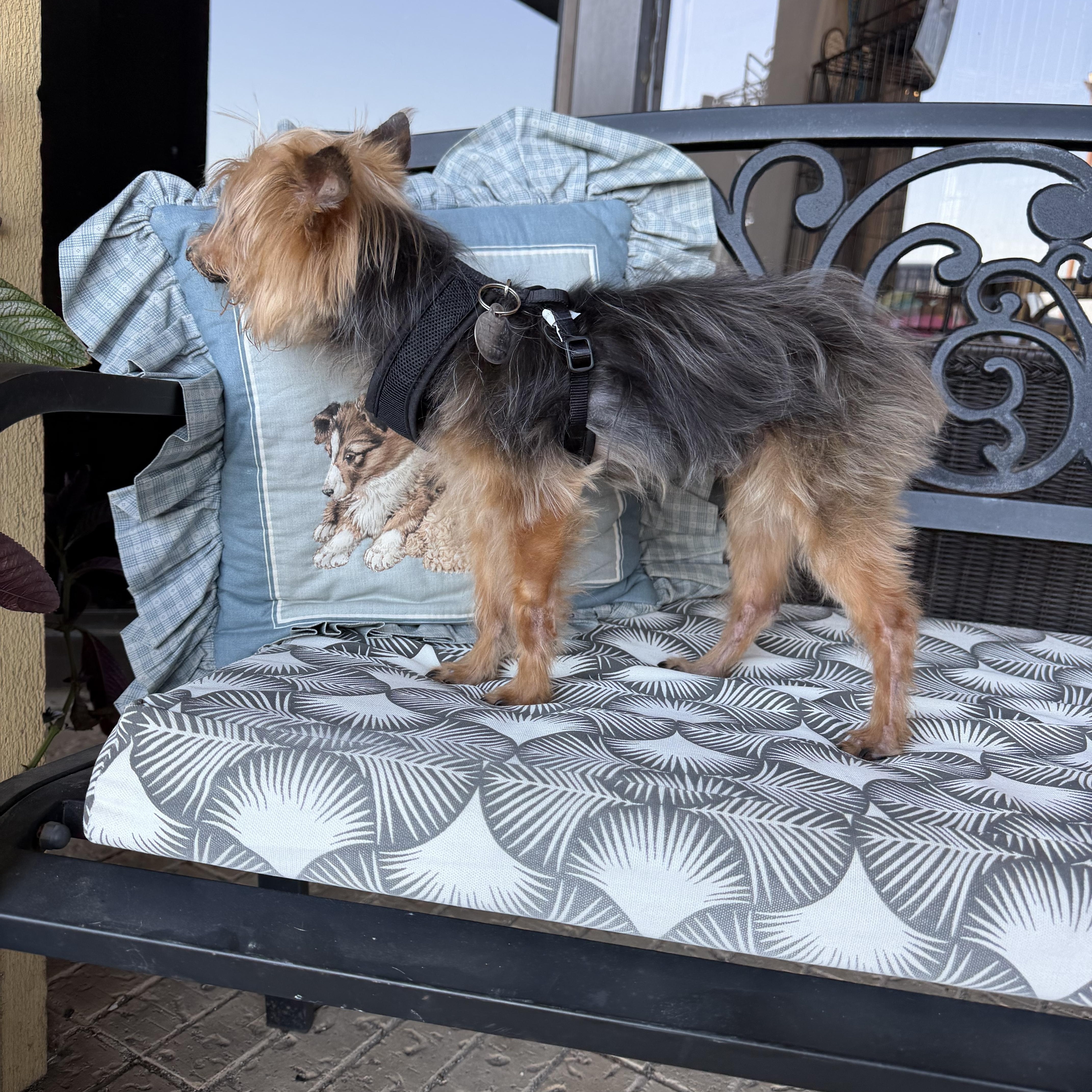 Chancelor thumbnail 3